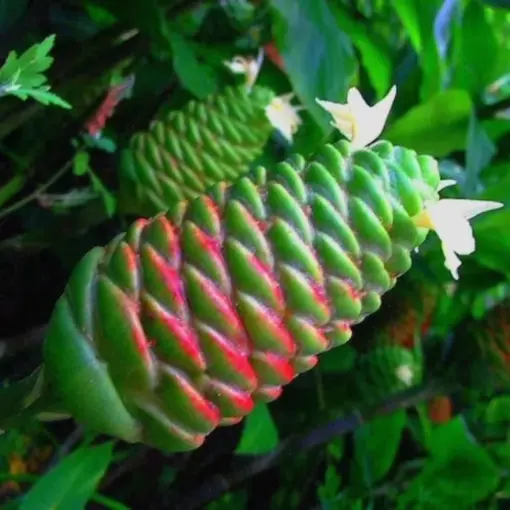 Shampoo Ginger Ryzome Shampoo Ginger Roots Awapuhi Rhizomes Red Lily Pinecone Ginger Plants