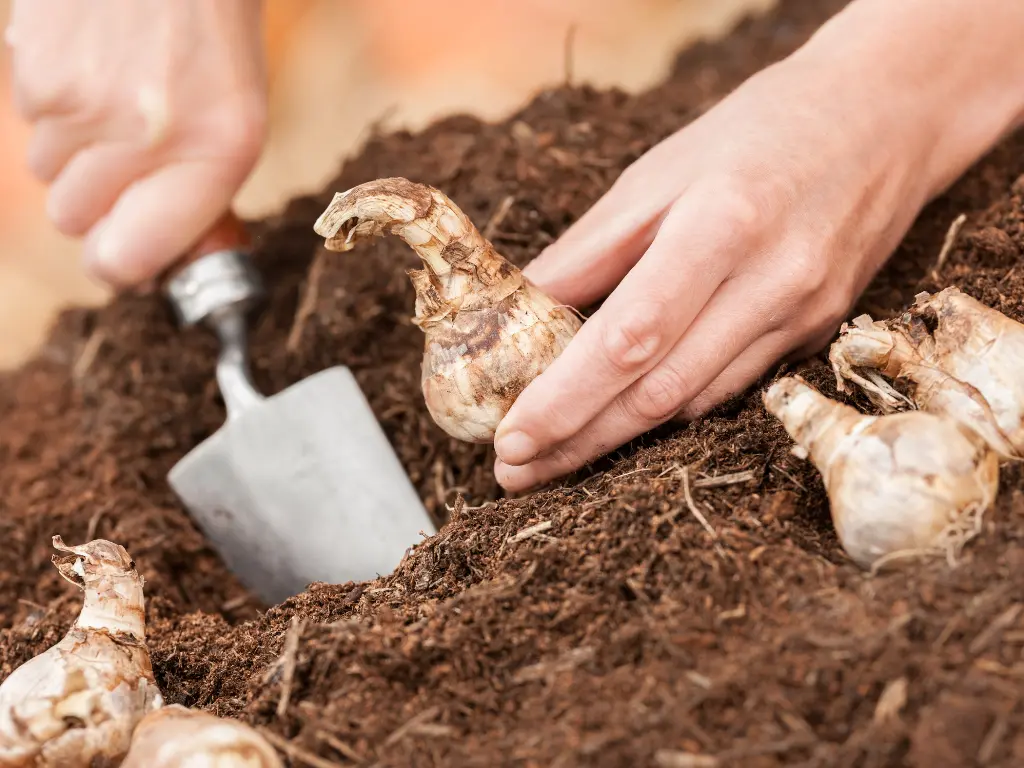 Best Bulbs for Fall Planting
