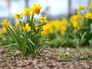 Daffodil bulbs for fall gardening