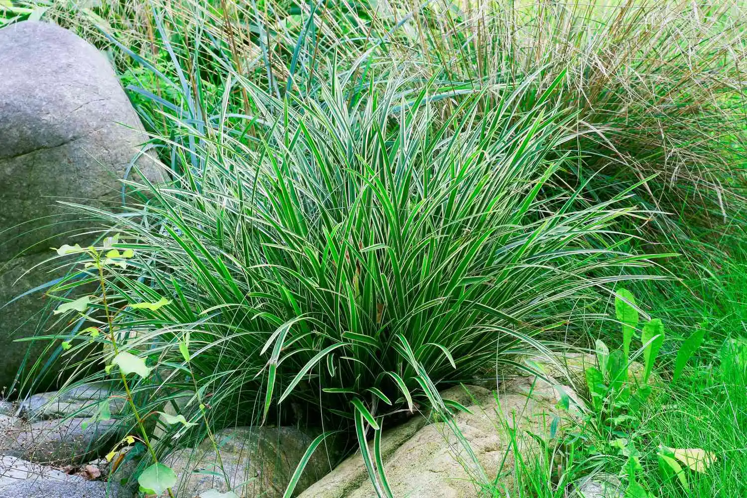 Grasses