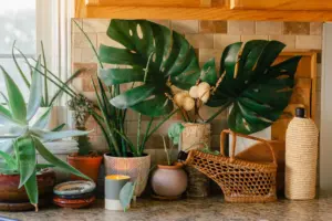 Houseplants in Kitchen