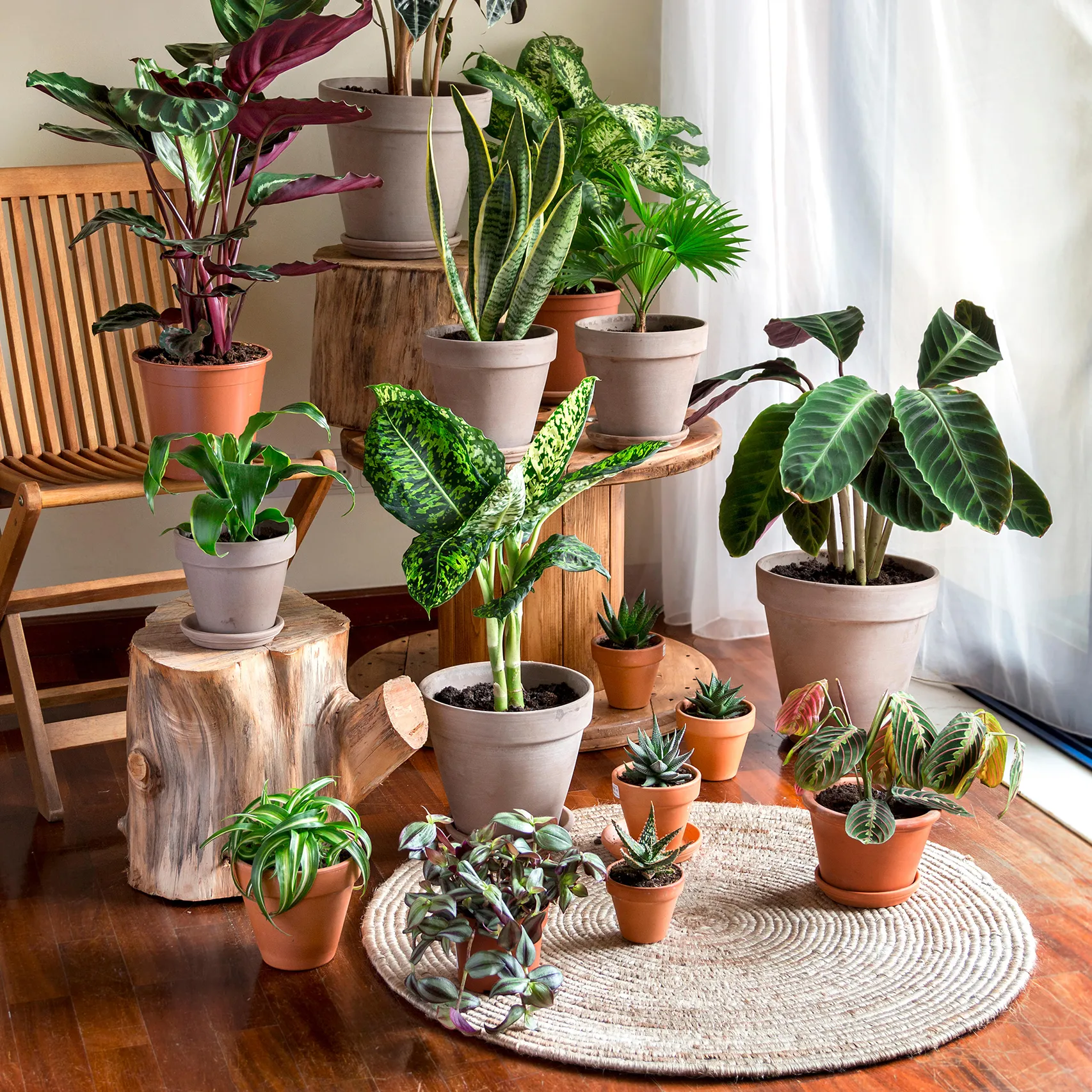 HousePlants