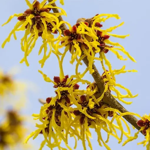 Witch Hazel Bush Shrub Live Plant Quart Pot Ready to Plant Outdoor 6 ...