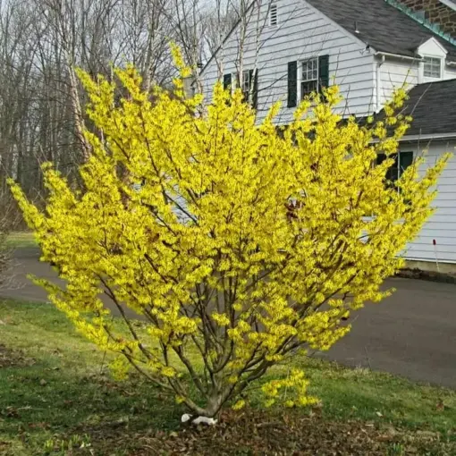 Witch Hazel Bush Shrub Live Plant Quart Pot Ready to Plant Outdoor 6 ...