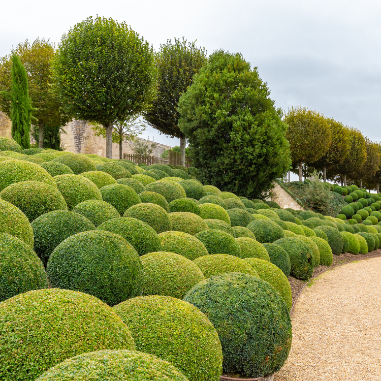 Shrubs