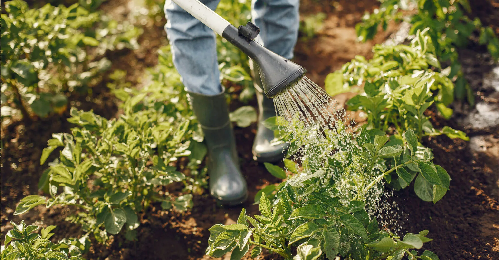 garden plant hero banner (1)