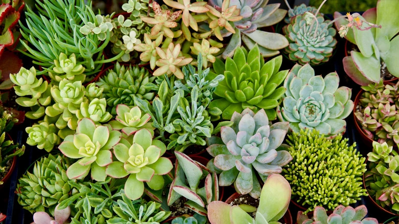 Succulents