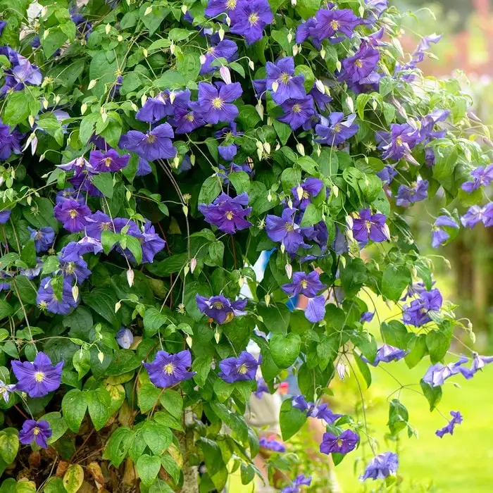 Vines