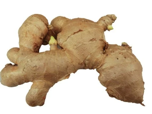 10 Organic Peruvian Ginger Rhizomes – Fresh Root Bulbs for Planting - Image 1