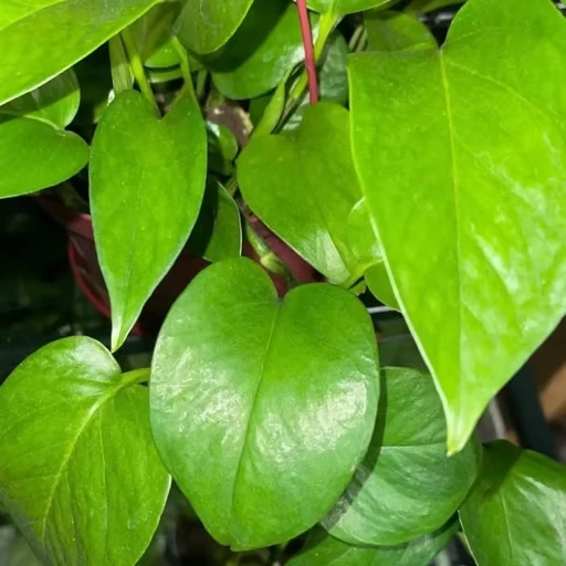 10 Pothos Green Cuttings - Epipremnum aureum Live Plant for Indoor Growing - Image 1