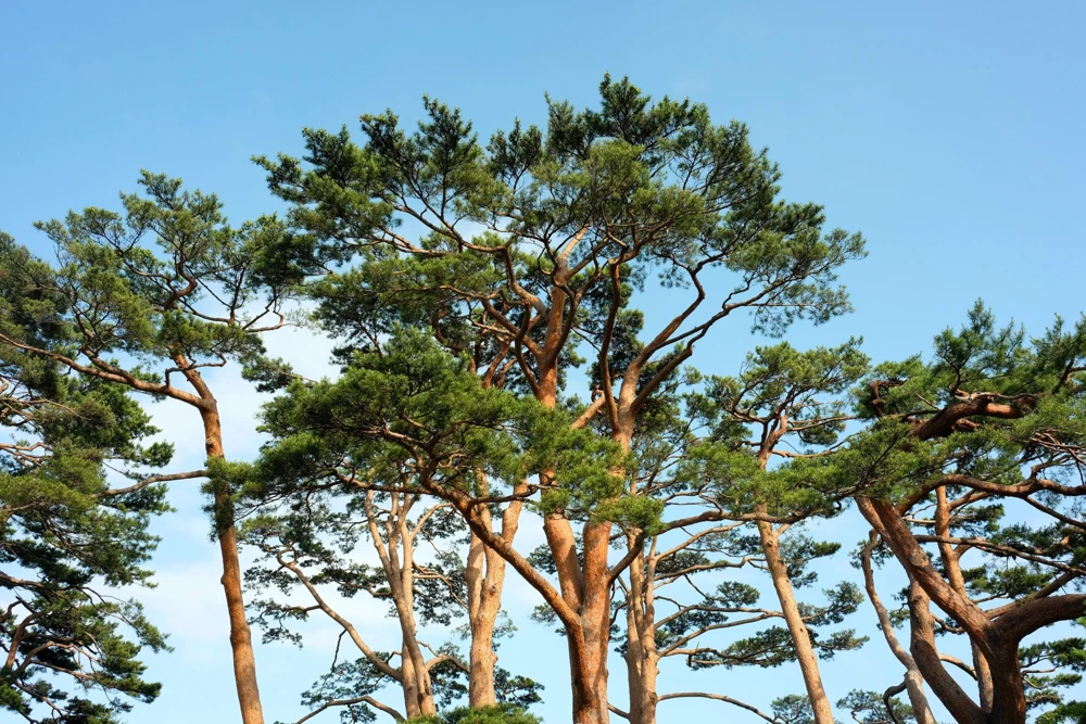 10 Red Japanese Pine Tree Seeds - Pinus Densiflora Evergreen, Hardy Zones 3-7 - Image 1