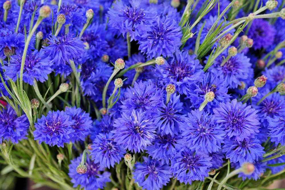 1000 Blue Bachelor's Button Cornflower Seeds - Tall, Vibrant Flowers - Image 1