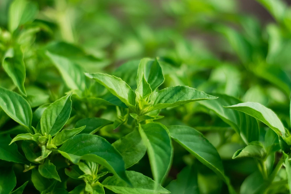 1500 LEMON BASIL Ocimum Basilicum HERB Flower Seeds - Image 2