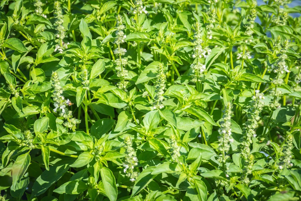 1500 LEMON BASIL Ocimum Basilicum HERB Flower Seeds - Image 3