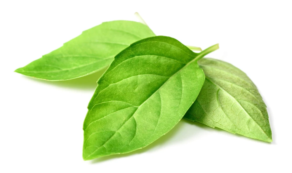 1500 LEMON BASIL Ocimum Basilicum HERB Flower Seeds - Image 4