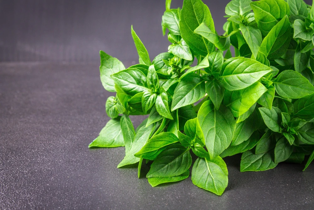 1500 LEMON BASIL Ocimum Basilicum HERB Flower Seeds - Image 1