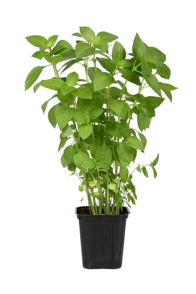 1500 LEMON BASIL Ocimum Basilicum HERB Flower Seeds - Image 8