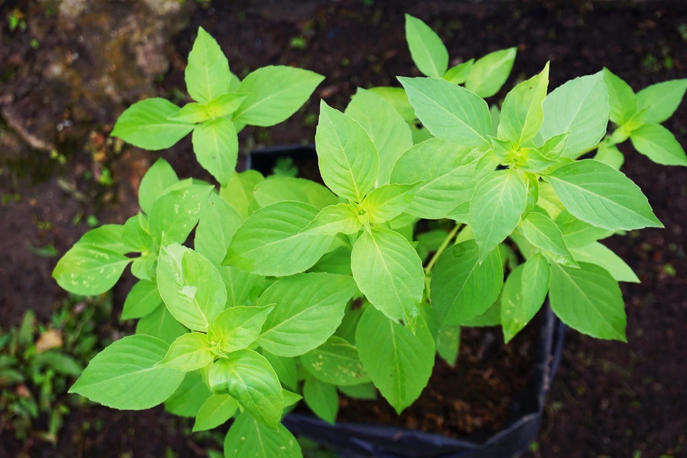 1500 LEMON BASIL Ocimum Basilicum HERB Flower Seeds - Image 9
