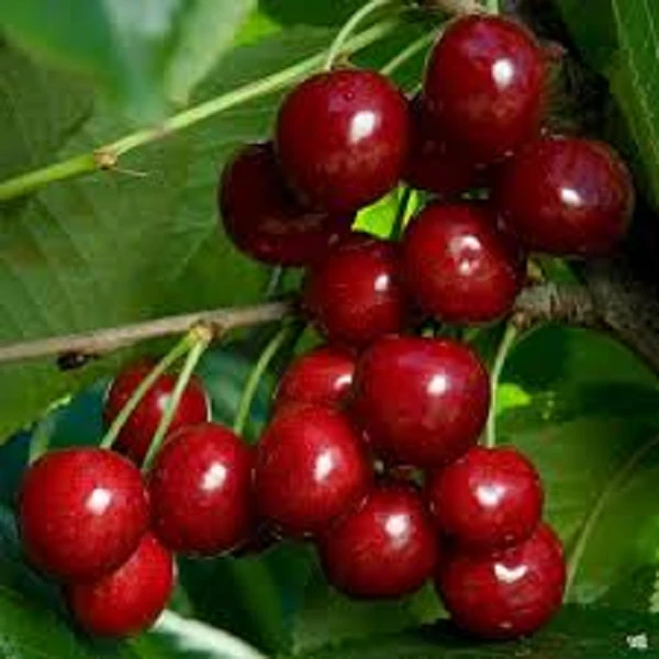 2 Cherry Tree Bundle Live Plants - Bing & Rainier Sweet Fruit Trees - Outdoor - Image 1