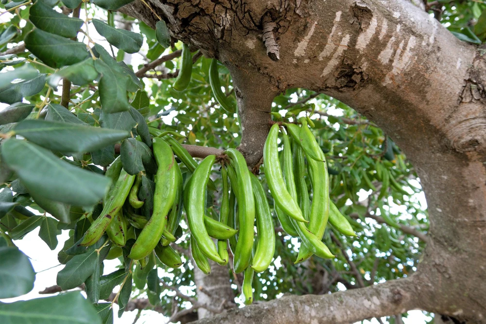 20 Carob Tree Seeds - Saint John's Bread Evergreen Edible Fruit Tree - Image 2