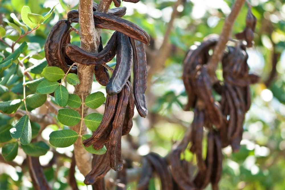 20 Carob Tree Seeds - Saint John's Bread Evergreen Edible Fruit Tree - Image 3
