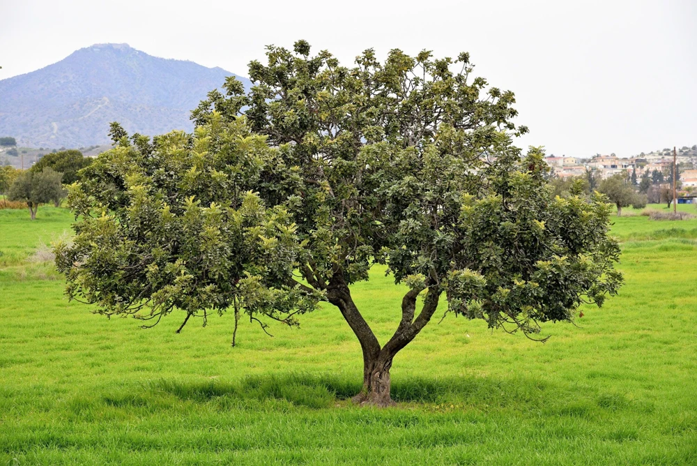 20 Carob Tree Seeds - Saint John's Bread Evergreen Edible Fruit Tree - Image 4