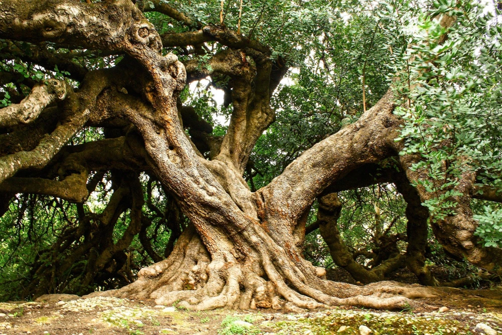 20 Carob Tree Seeds - Saint John's Bread Evergreen Edible Fruit Tree - Image 5