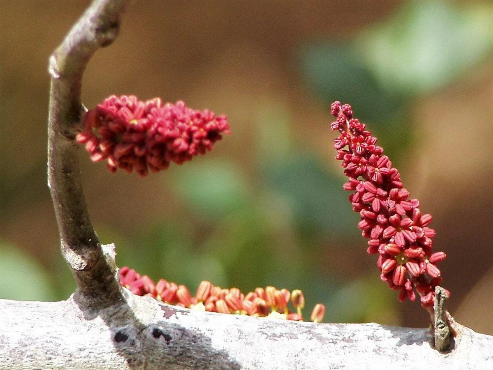 20 Carob Tree Seeds - Saint John's Bread Evergreen Edible Fruit Tree - Image 6