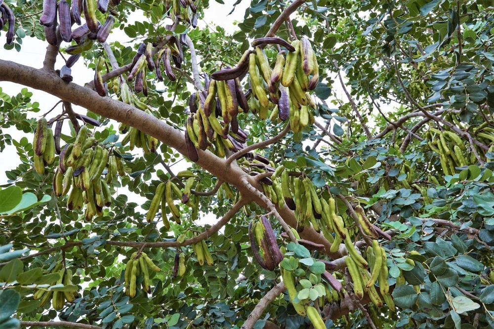 20 Carob Tree Seeds - Saint John's Bread Evergreen Edible Fruit Tree - Image 7