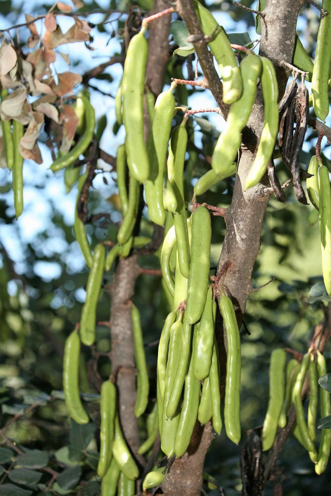 20 Carob Tree Seeds - Saint John's Bread Evergreen Edible Fruit Tree - Image 8