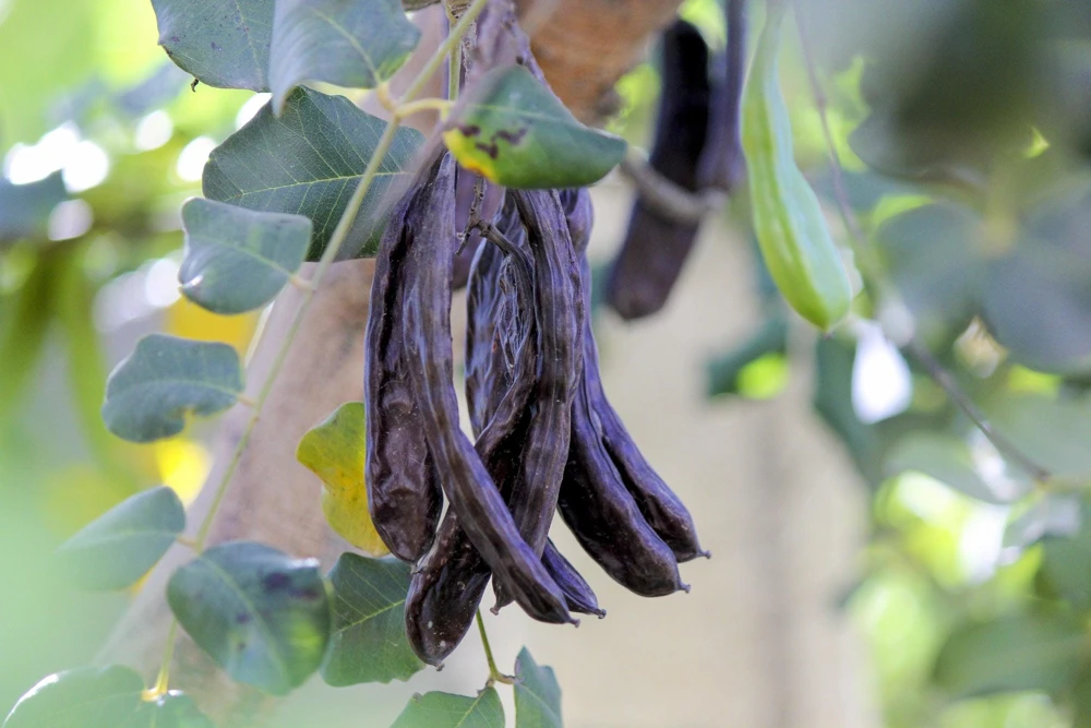 20 Carob Tree Seeds - Saint John's Bread Evergreen Edible Fruit Tree - Image 1