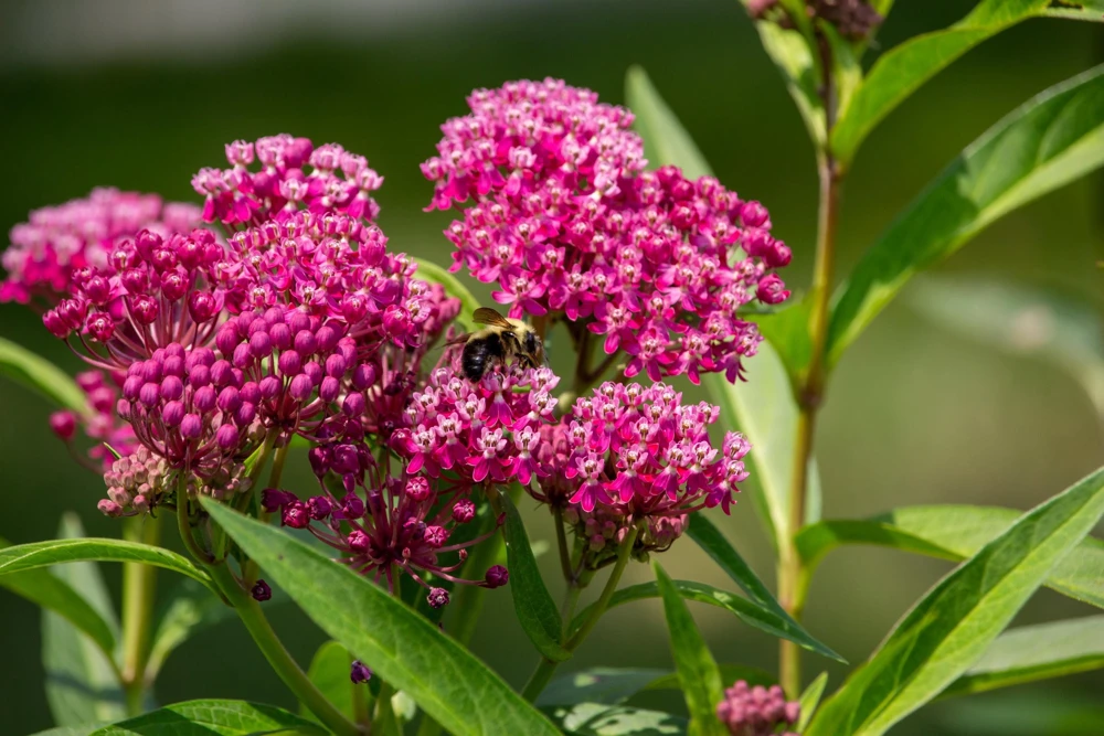 20 Cinderella Milkweed Seeds - Magenta Pink Asclepias Incarnata - Image 1