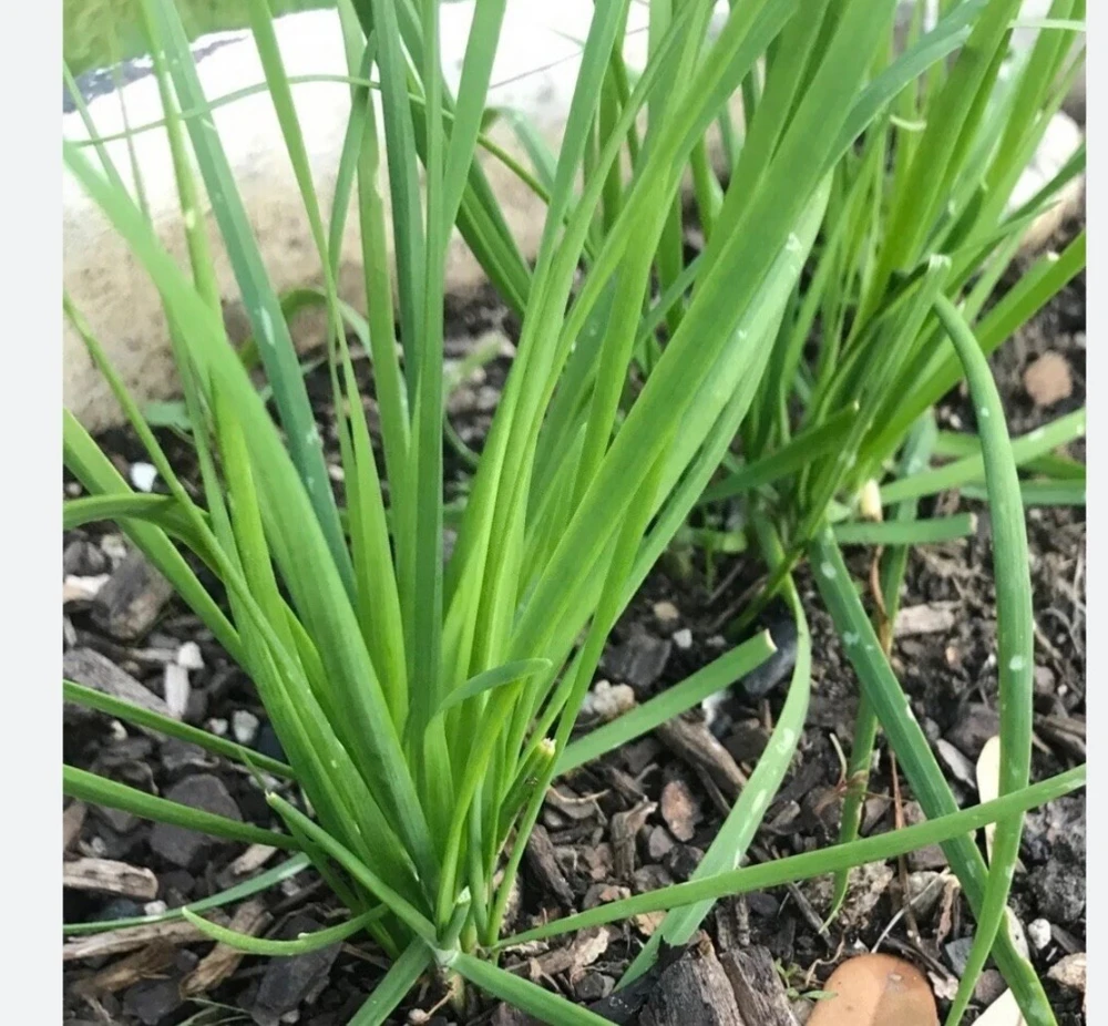 20 Fresh Garlic Chive Bare Roots - Live Heirloom Herb Plants - Image 2