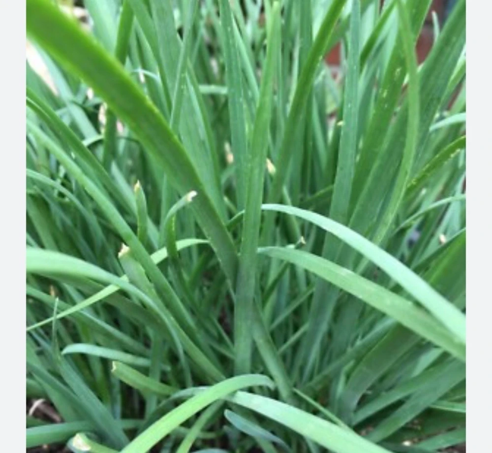 20 Fresh Garlic Chive Bare Roots - Live Heirloom Herb Plants - Image 3