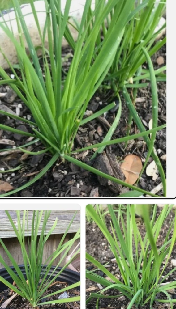 20 Fresh Garlic Chive Bare Roots - Live Heirloom Herb Plants - Image 1