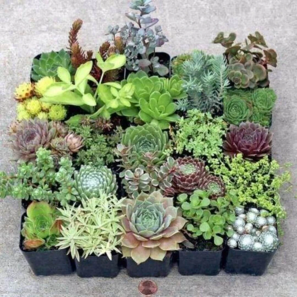 20 Succulent Cuttings - 10 Varieties - Live Houseplants - Unrooted Rare Random Mix - Image 1