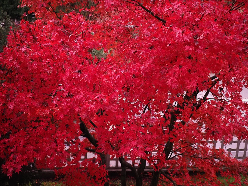 25 Carolina Red Maple Tree Seeds - Acer Rubrum - Outdoor Deciduous Tree - Image 1