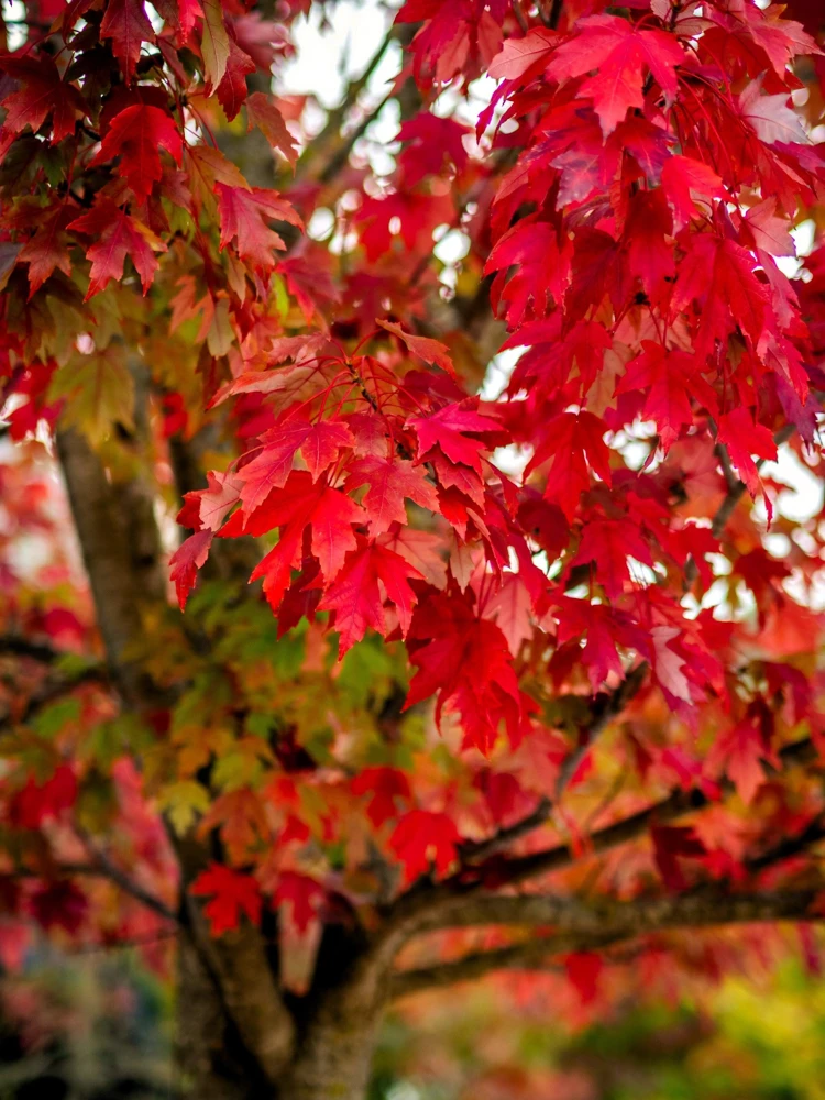 25 Carolina Red Maple Tree Seeds - Acer Rubrum - Outdoor Deciduous Tree - Image 10