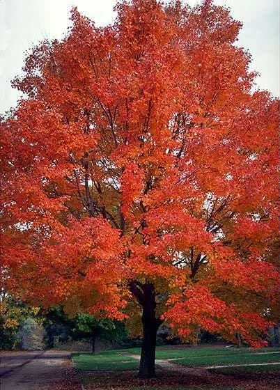 25 Carolina Red Maple Tree Seeds - Acer Rubrum - Outdoor Deciduous Tree - Image 2