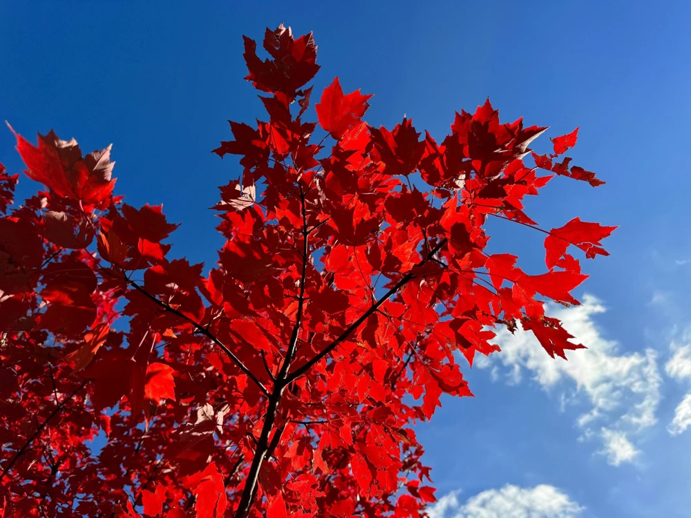 25 Carolina Red Maple Tree Seeds - Acer Rubrum - Outdoor Deciduous Tree - Image 3