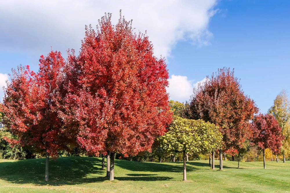 25 Carolina Red Maple Tree Seeds - Acer Rubrum - Outdoor Deciduous Tree - Image 4