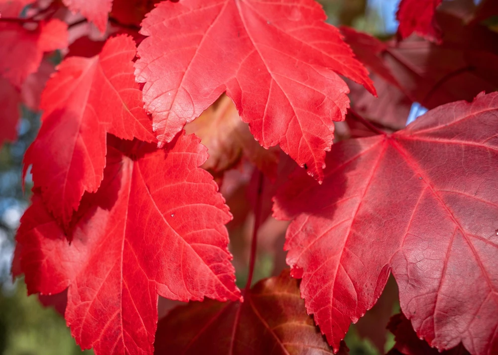 25 Carolina Red Maple Tree Seeds - Acer Rubrum - Outdoor Deciduous Tree - Image 6
