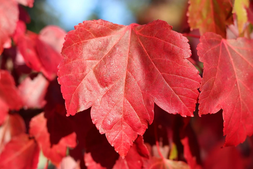 25 Carolina Red Maple Tree Seeds - Acer Rubrum - Outdoor Deciduous Tree - Image 7