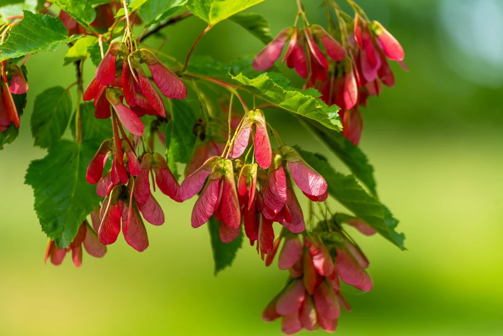 25 Carolina Red Maple Tree Seeds - Acer Rubrum - Outdoor Deciduous Tree - Image 8