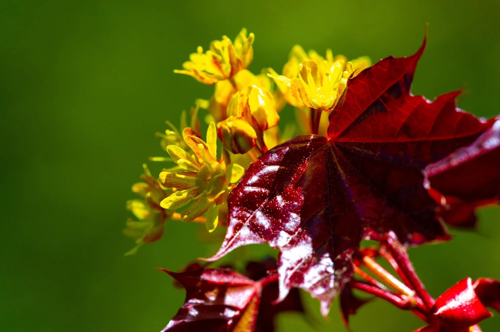 25 Carolina Red Maple Tree Seeds - Acer Rubrum - Outdoor Deciduous Tree - Image 9