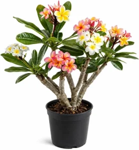 3 Pack Mixed Plumeria Cuttings – Live Tropical Frangipani Flowers for Outdoor Gardens - Image 1