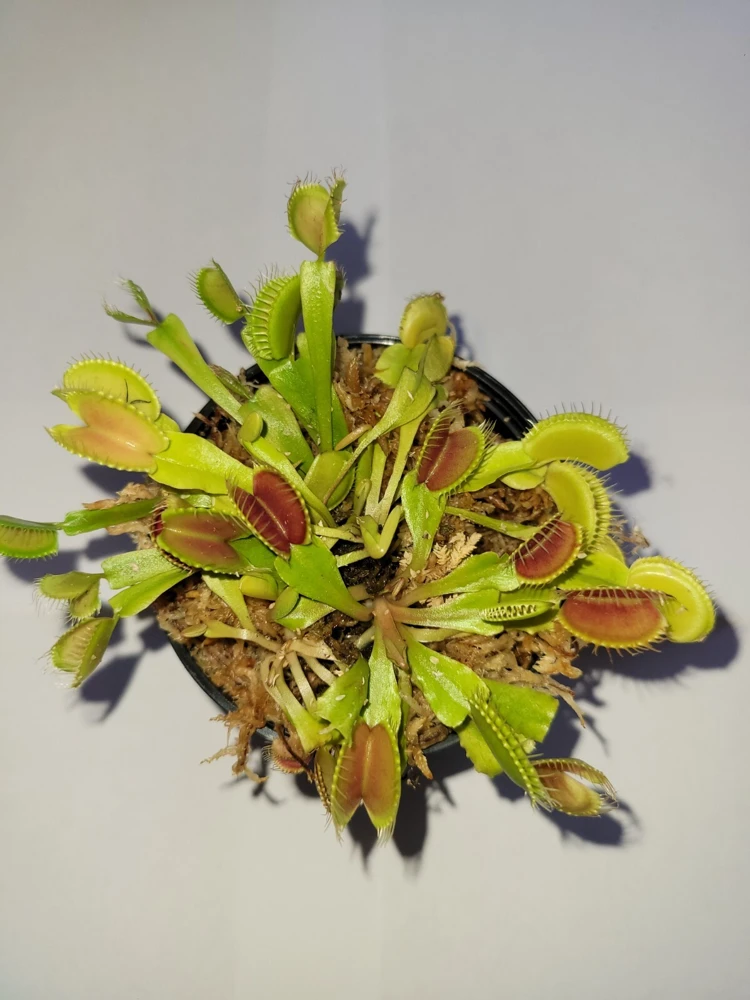 3 Small Venus Flytrap Live Plants - Carnivorous Dionaea Muscipula - Image 1