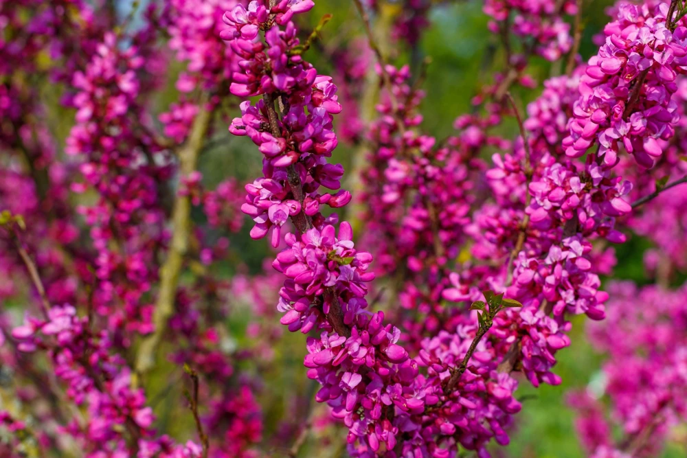 40 Chinese Redbud Seeds - Cercis Chinensis Shrub Small Tree Pink Purple Flower - Image 1
