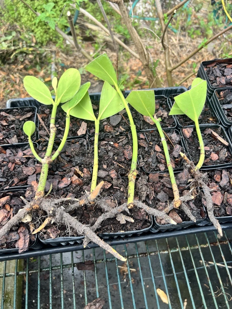 5 Bare Root Clusia Plants - Live Hedge Starter Plants, Outdoor - Image 1