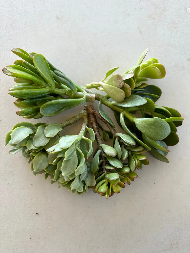 5 Jade Succulent Cuttings Pack - Assorted Crassula for Propagation - Image 1